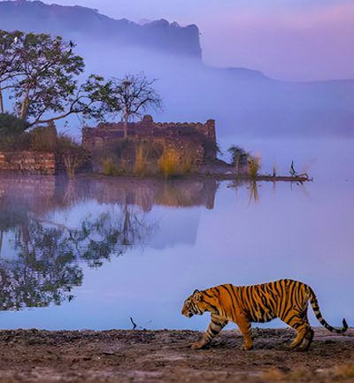 Wildlife Offer - WelcomHeritage Hotels